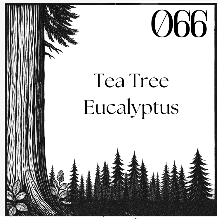 #066 - Tea Tree, Eucalyptus